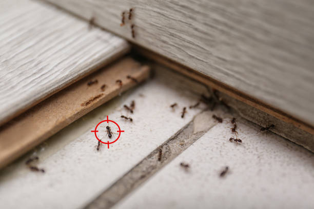 Spider Control Near Me in Forestbrook, SC