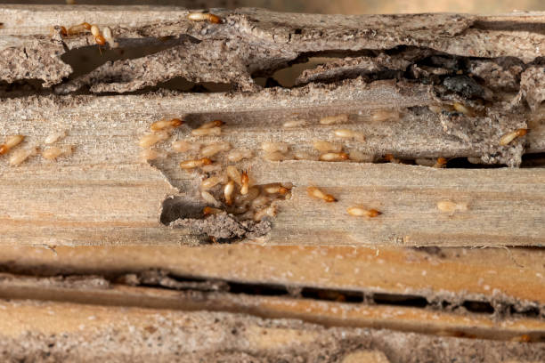  Forestbrook, SC Pest Control Pros